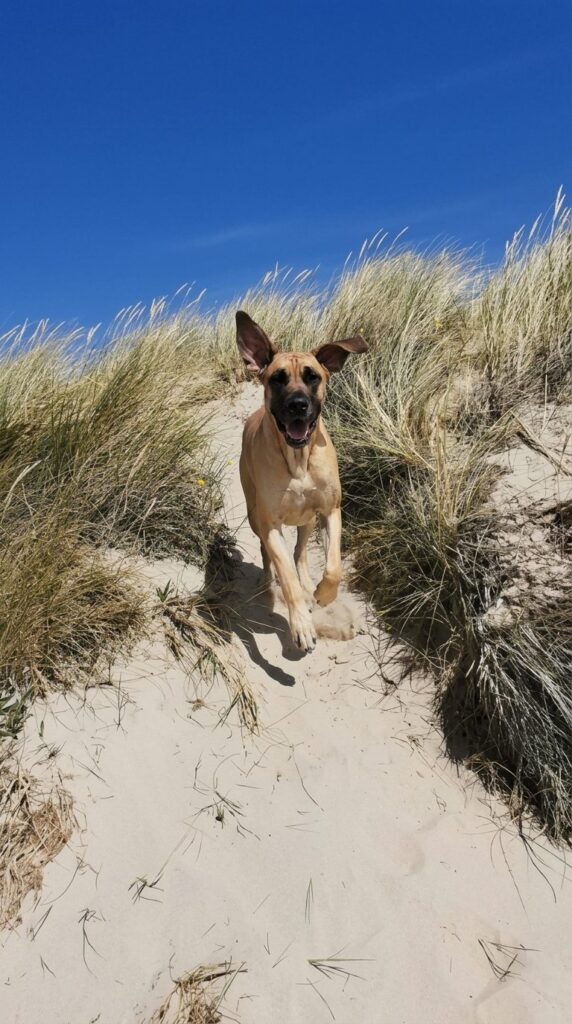Hund rennt fröhlich durch die Dünen am Haringvliet