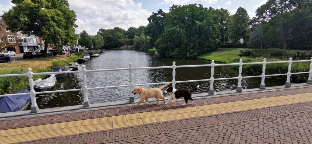 Zwei Hunde laufen über eine Brücke am Kanal in einem holländischen Dorf