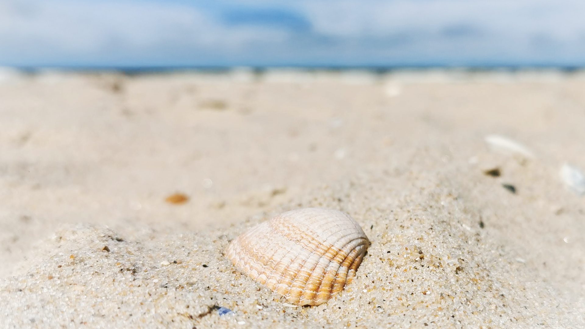 Muschel im Sand an einem holländischen Nordseestrand
