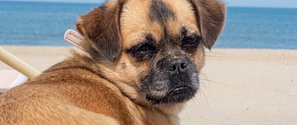 Mops am Strand in Holland – hundefreundlicher Urlaub